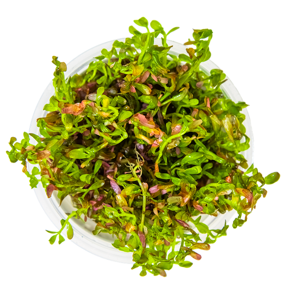 Rotala rotundifolia 'Blood Red'