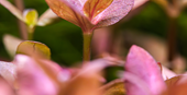Bacopa salzmanni 'Purple'