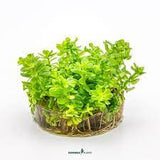 Rotala indica 'Bonsai'