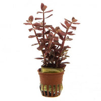 Bacopa salzmanni 'Purple'