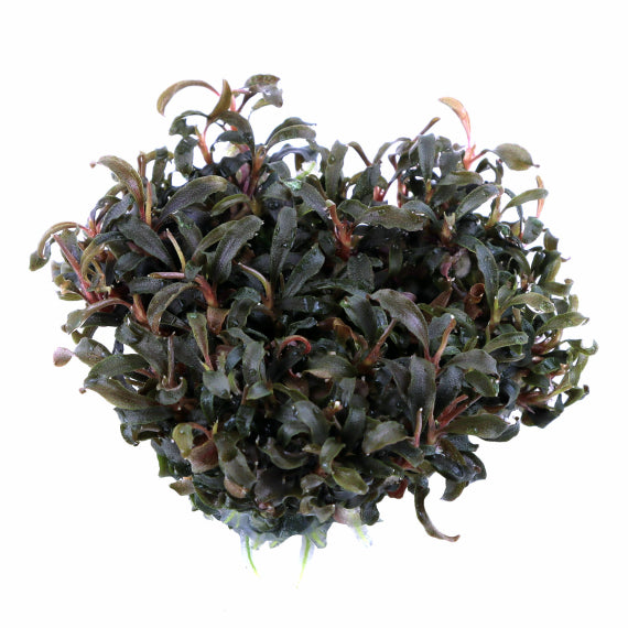 水草 BUCEPHALANDRA for kawamasa Bucephalandra 