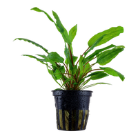 Cryptocoryne wendtii 'Green'