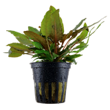 Cryptocoryne wendtii 'Tropica'