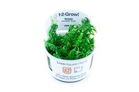 Rotala rotundifolia 'Green'