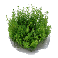 Myriophyllum 'Guyana'