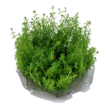 Myriophyllum 'Guyana'