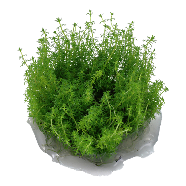 Myriophyllum 'Guyana'