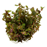 Rotala macrandra