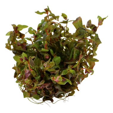 Rotala macrandra