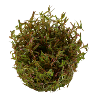 Rotala rotundifolia 'H'ra'