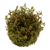 Rotala rotundifolia 'H'ra'