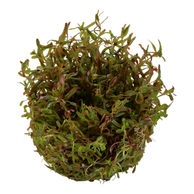 Rotala rotundifolia 'H'ra'