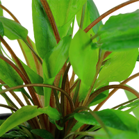 Cryptocoryne wendtii 'Green'