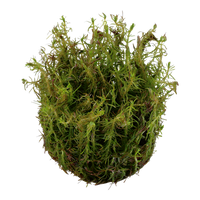 Rotala wallichii