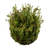 Rotala wallichii