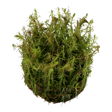 Rotala wallichii