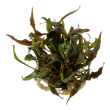 Cryptocoryne undulatus 'Red'