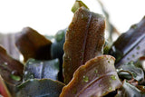 Bucephalandra 'Kedagang'