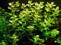 Bacopa caroliniana