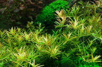 Rotala rotundifolia 'H'ra'