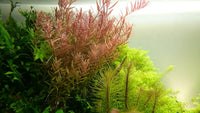 Rotala rotundifolia