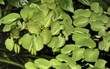 Salvinia auriculata Floating plant