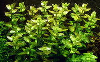 Bacopa caroliniana