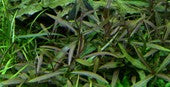 Hygrophila lancea 'Araguaia'