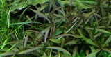 Hygrophila lancea 'Araguaia'