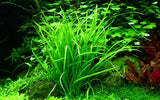 Helanthium tenellum 'Green