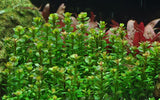 Rotala indica 'Bonsai'