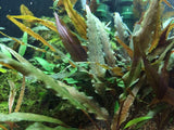 Cryptocoryne undulatus 'Red'