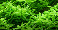 Rotala rotundifolia 'Green'