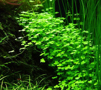 Hydrocotyle tripartita