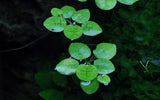 Limnobium laevigatum floating plant