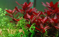 Ludwigia repens 'Rubin'