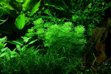 Limnophila sessiliflora