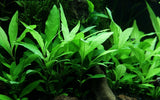 Hygrophila corymbosa