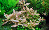 Hygrophila polysperma 'Rosanervig'