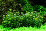 Rotala indica 'Bonsai'