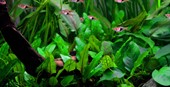 Cryptocoryne wendtii 'Green'