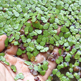 Giant Duckweed Spirodela polyrhiza