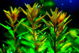 Rotala rotundifolia 'Green'