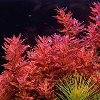 Rotala macrandra