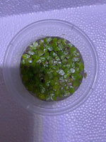 Giant Duckweed Spirodela polyrhiza