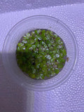 Giant Duckweed Spirodela polyrhiza