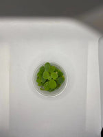 Pistia stratiotes (Dwarf Water Lettuce)