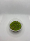 Giant Duckweed Spirodela polyrhiza