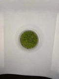 Giant Duckweed Spirodela polyrhiza