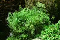 Rotala rotundifolia 'Green'